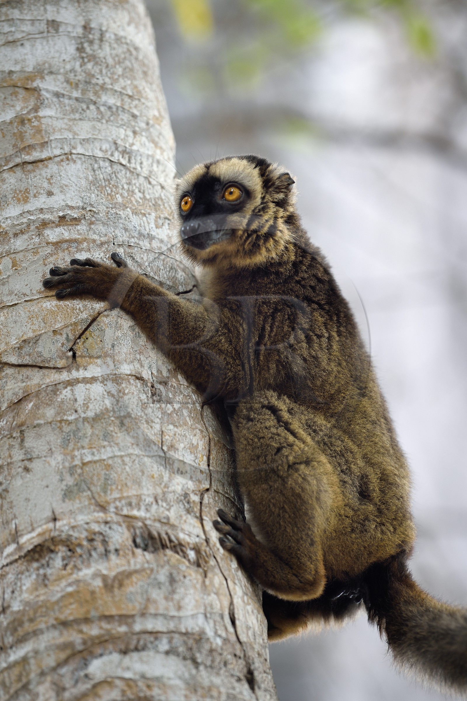 France, Mayotte island (French overseas department), Grande-Terre, Kani-Keli, the Maore Garden at N’Gouja beach, tawny lemur (Eulemur fulvus mayottensis) also called maki
