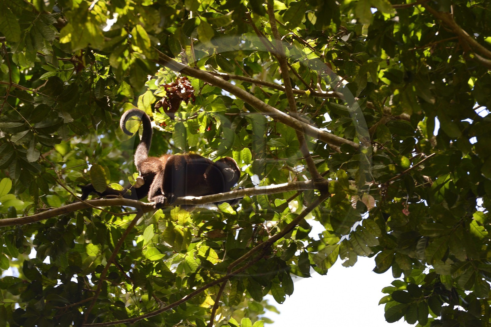 Panama, province de Chiriqui, Parc national marin du Golfe de Chiriqui, Isla Palenque, singe hurleur à manteau ou Hurleur à pèlerine (Alouatta palliata)