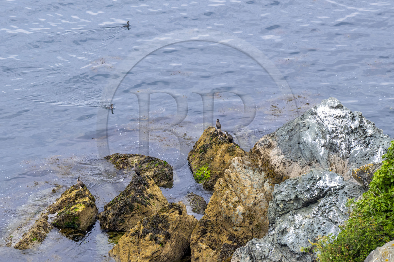 France, Morbihan (56), Ile de Groix, la réserve naturelle Francois Le Bail de la Pointe de Pen-Men, cormorans sur les rochers