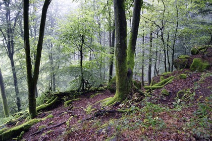 France, Bas-Rhin, Parc regional des Vosges du nord (Northern Vosges Regional Natural Park), La Petite Pierre, La Petite Pierre national forest at the Hirschfels