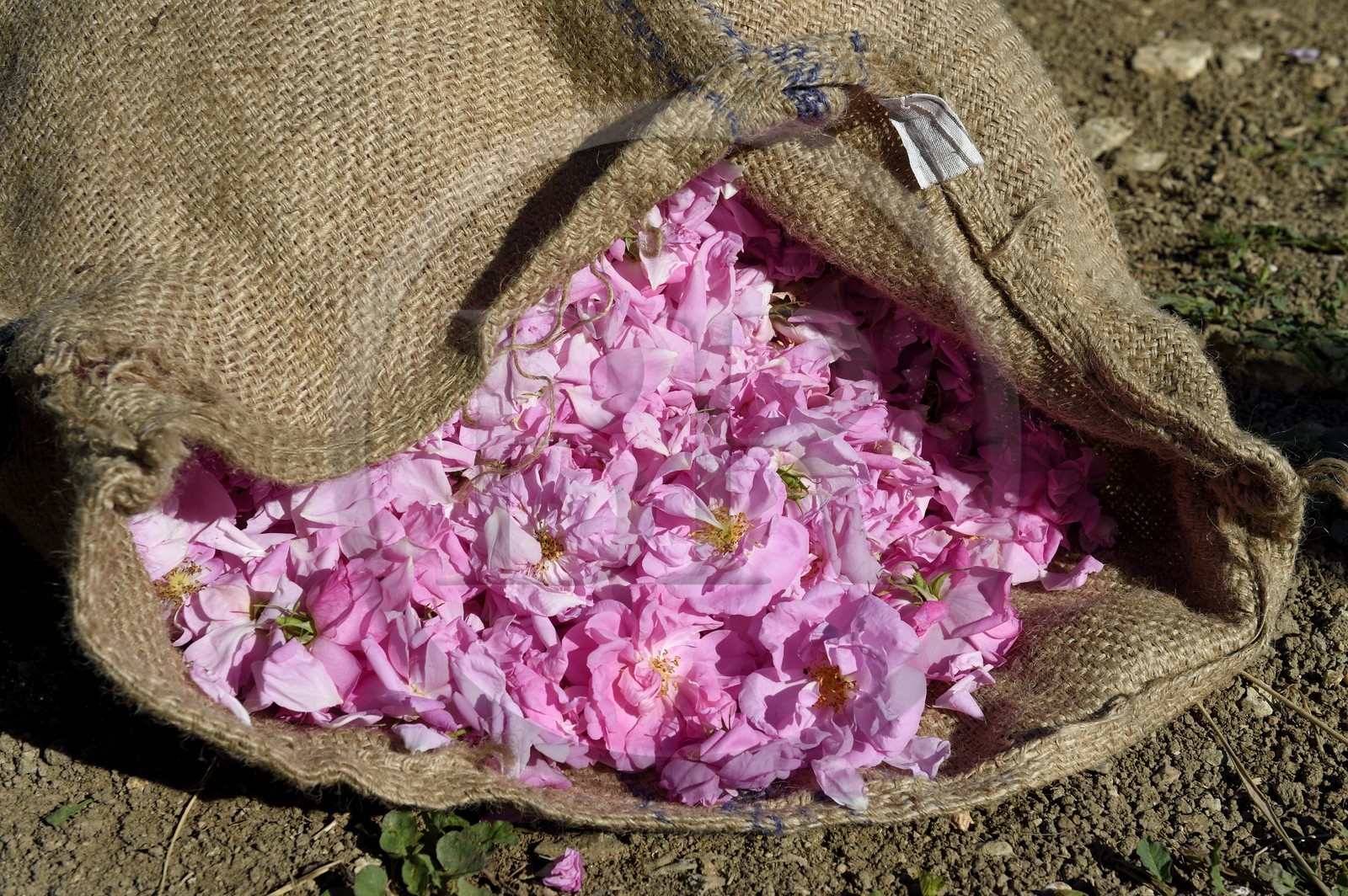 France, Alpes-Maritimes (06), Grasse, champ de rose Centifolia réputée pour son parfum