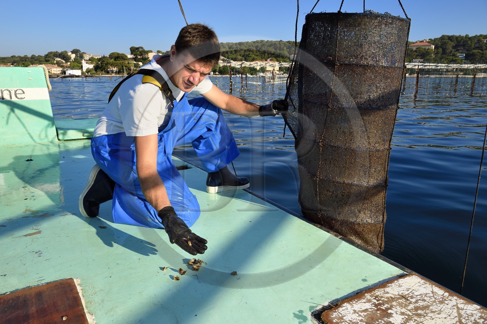 France, Var, La Seyne sur Mer, the oyster farmer Jean Christophe Giol in the bay of Tamaris, lantern which is a nursery for young oysters