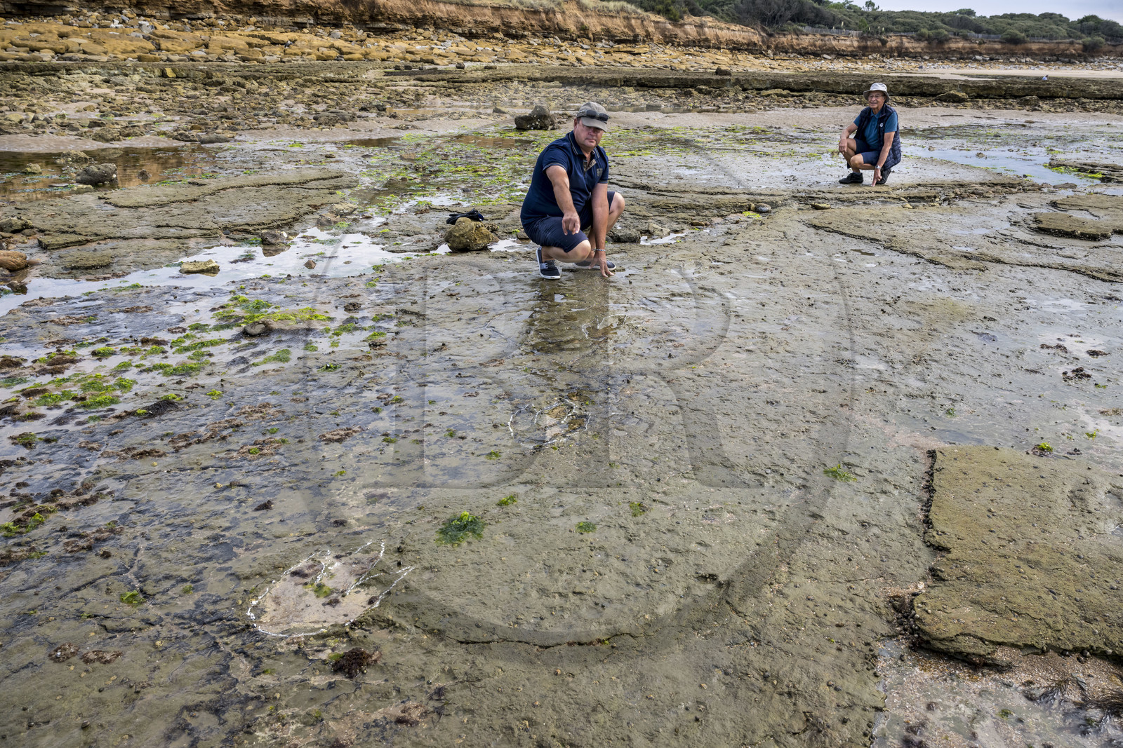 France, Vendée (85), Talmont-Saint-Hilaire, la Pointe du Payré, estran du site du Veillon à marée basse, Didier Neault à gauche et Jack Guichard à droite marquent à la craie les traces fossiles tridactyles de dinosaures bipèdes datées d'environ 200 millions d’années