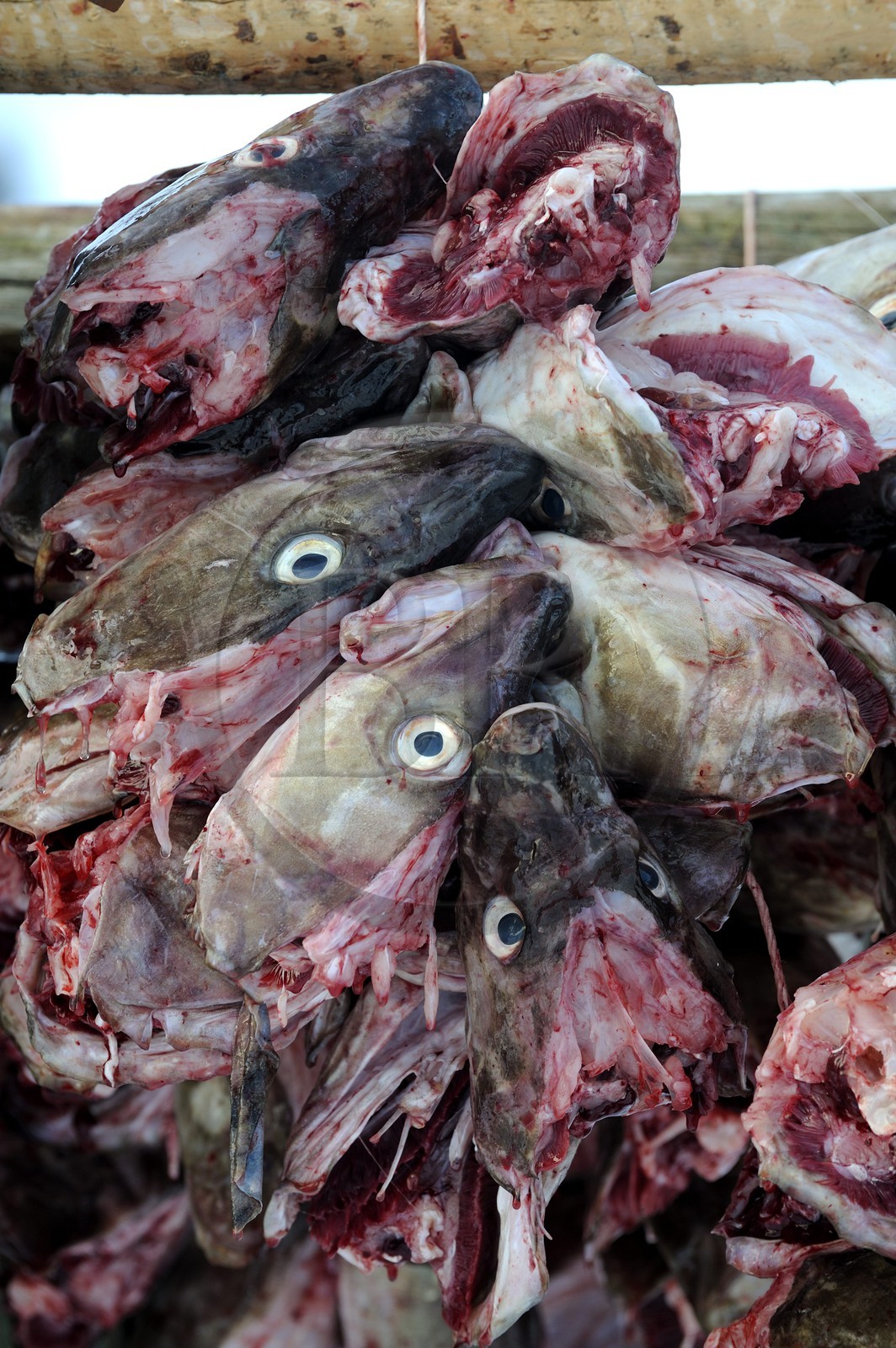 Norway, Nordland County, Lofoten Islands, Moskenes Island, Reine, hanging cod-fish's heads for drying