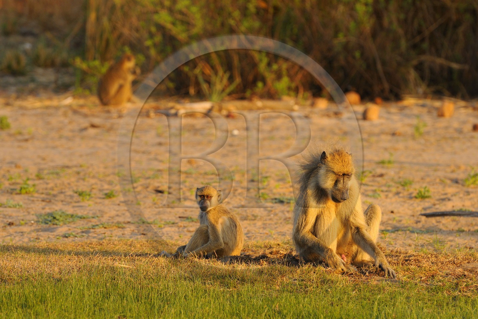 Tanzania, Selous Game Reserve is one of the largest fauna reserves of the world and designated a UNESCO World Heritage Site in 1982, Yellow baboon (Papio hamadryas cynocephalus)
