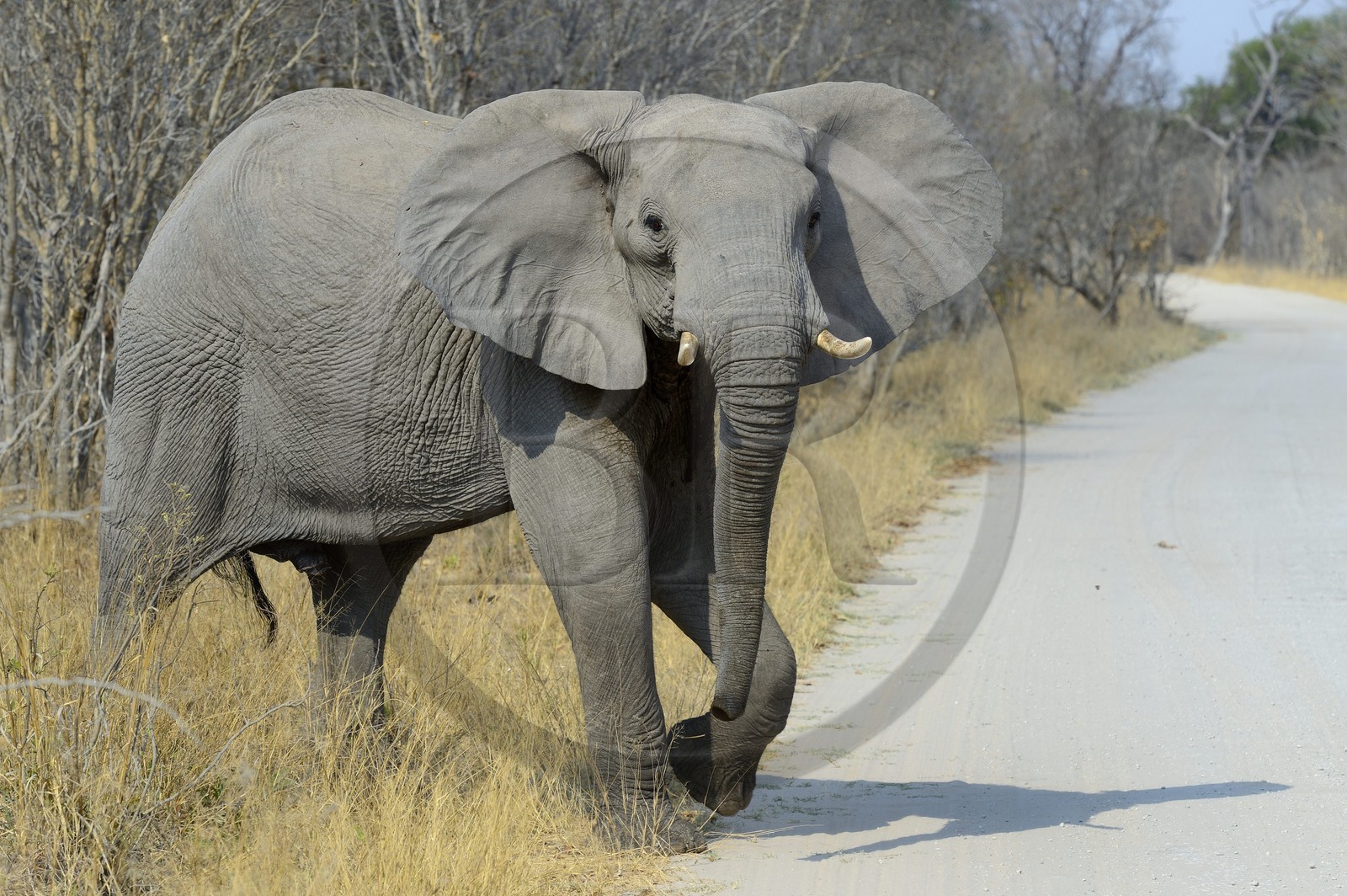Zimbabwe, province de Matabeleland septentrional, parc national Hwange, éléphant sauvage d'Afrique (Loxodonta africana)