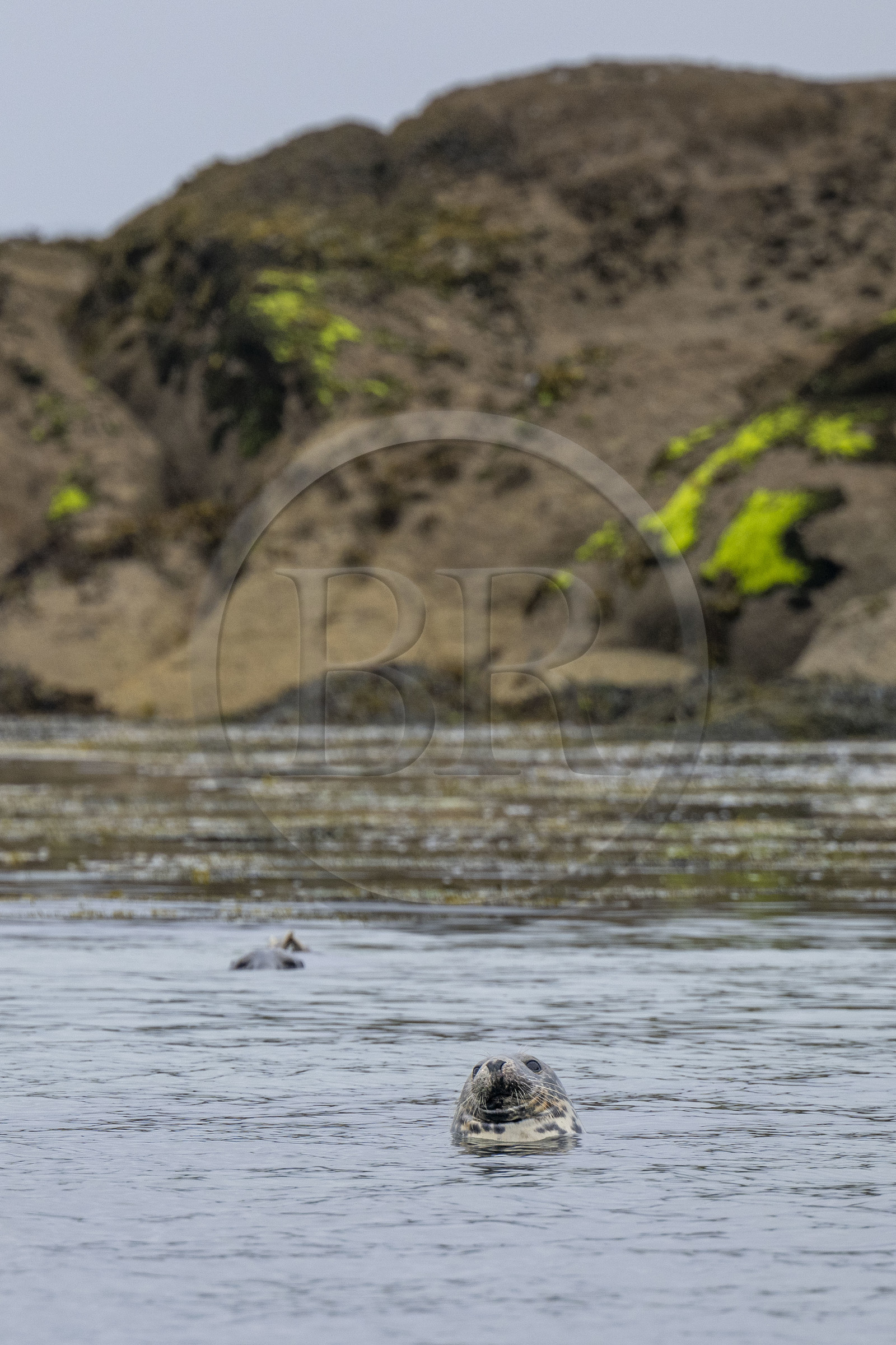 France, Finistère, Carantec, Ornithological reserve of the islets of the Morlaix Bay, harbor seal (Phoca vitulina) on Ile Verte