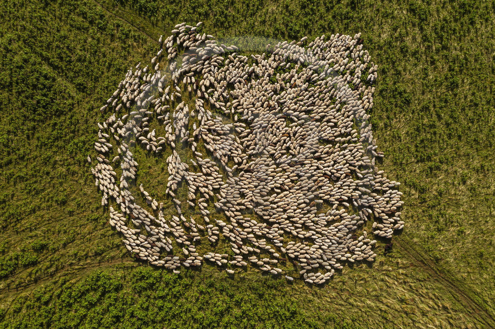 France, Puy-de-Dôme (63), Parc Naturel Régional des Volcans d'Auvergne, Chaine des Puys classée Patrimoine Mondial de l’UNESCO, troupeau de brebis Rava au pied du volcan Puy de Dôme (vue aérienne)