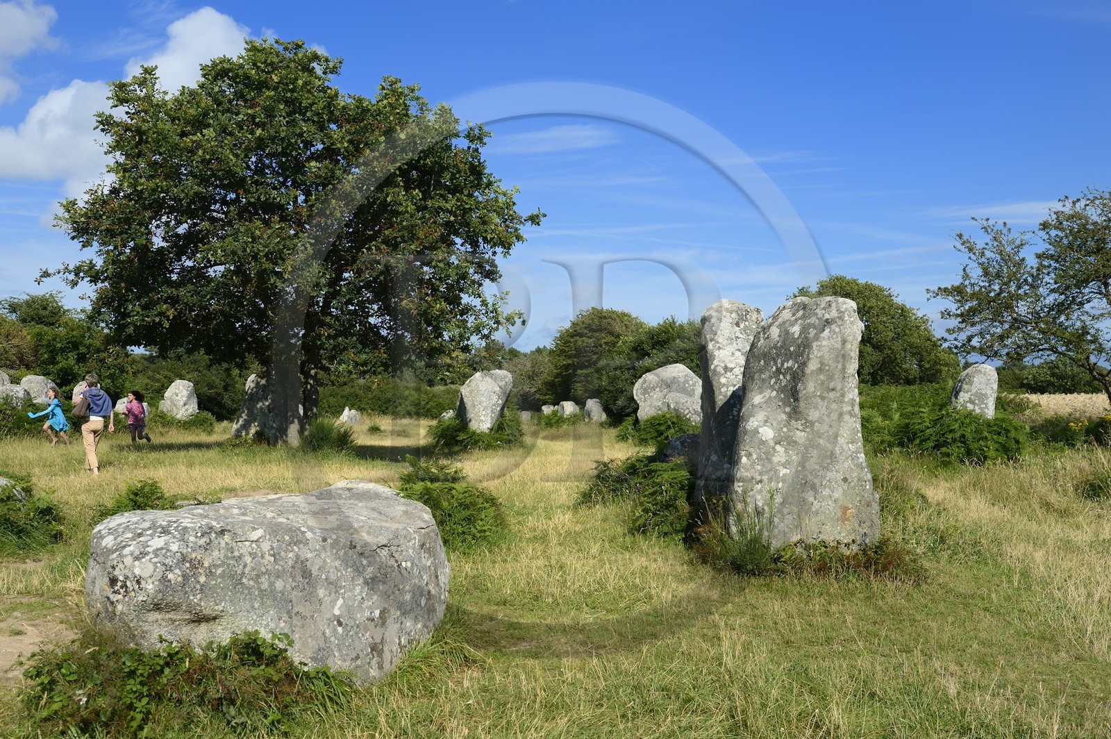 France, Morbihan (56), Erdeven, alignement mégalithique de Kerzérho
