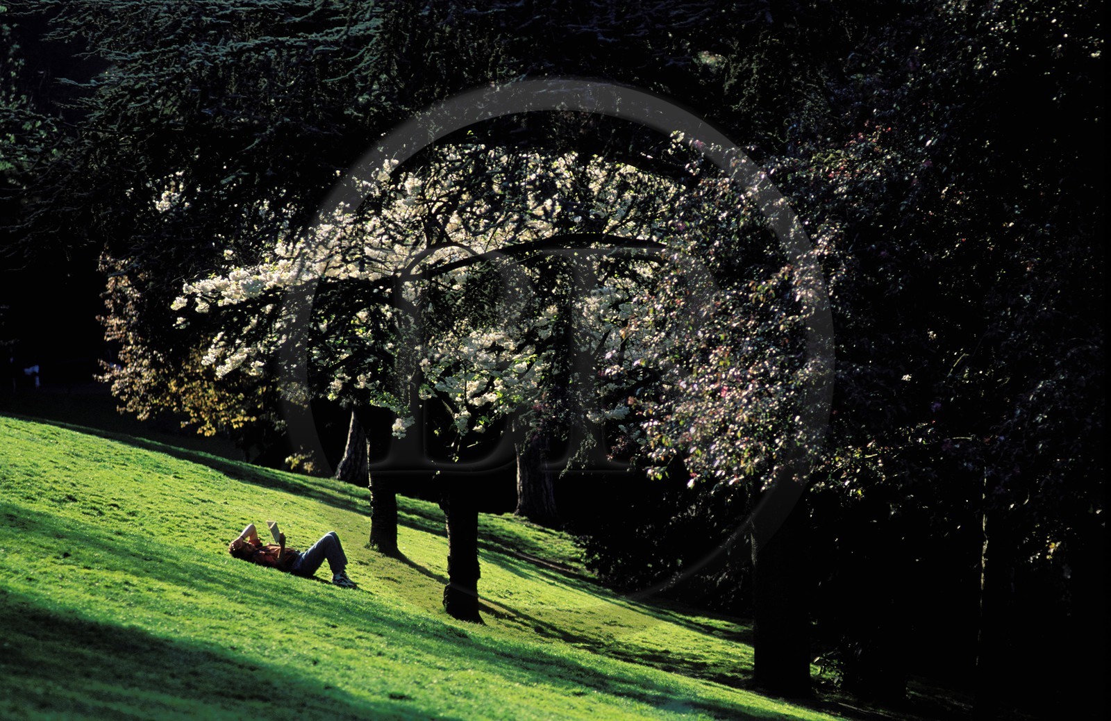 France, Paris 19ème (75), sieste au parc des Buttes Chaumont (jardin à l' anglaise)