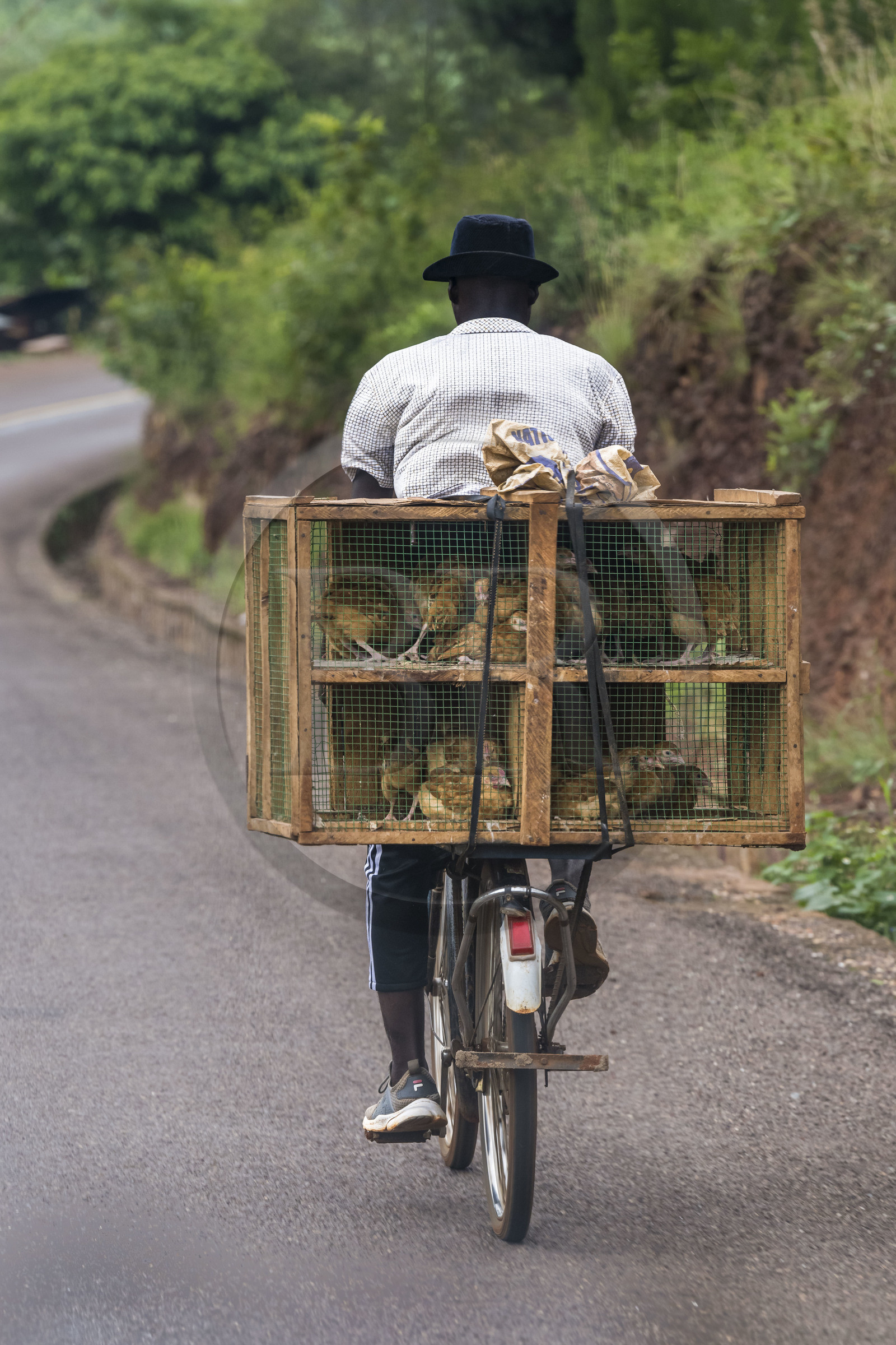 Rwanda, Eastern Province, Kabarondo, chicken transport on bicycle on Akagera road, bicycles are the main means of local transport