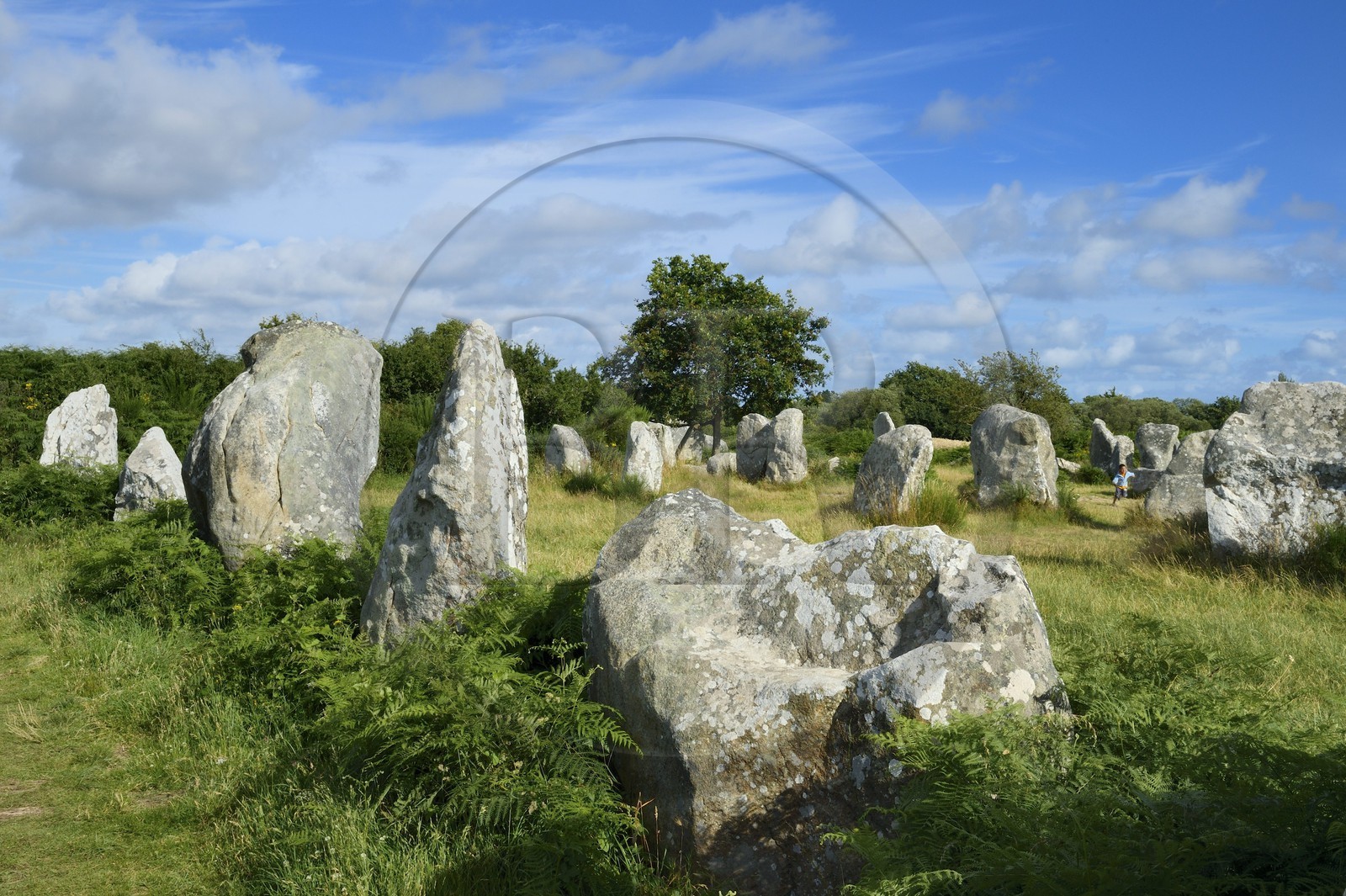 France, Morbihan (56), Erdeven, alignement mégalithique de Kerzérho