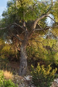 Croatie, Dalmatie, cote dalmate, Ile de Vis, nature de type méditerranéenne