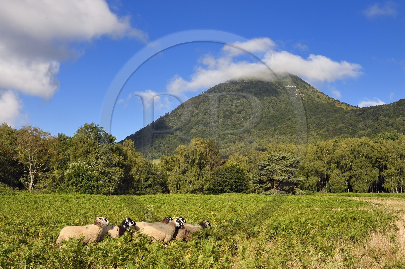 France, Puy-de-Dôme (63), Parc Naturel Régional des Volcans d'Auvergne, Chaine des Puys classée Patrimoine Mondial de l’UNESCO, brebis Rava au pied du volcan Puy de Dôme dont le sommet est dans les nuages