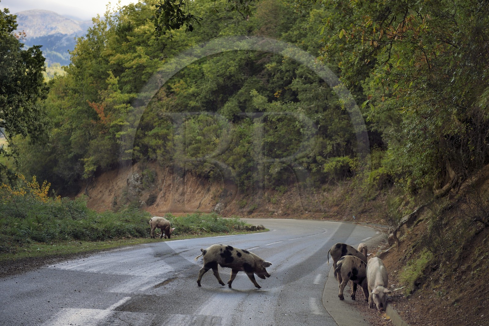 France, Corse-du-Sud (2A), Vallée du Prunelli, Bastelica, cochons Duroc laissés en liberté