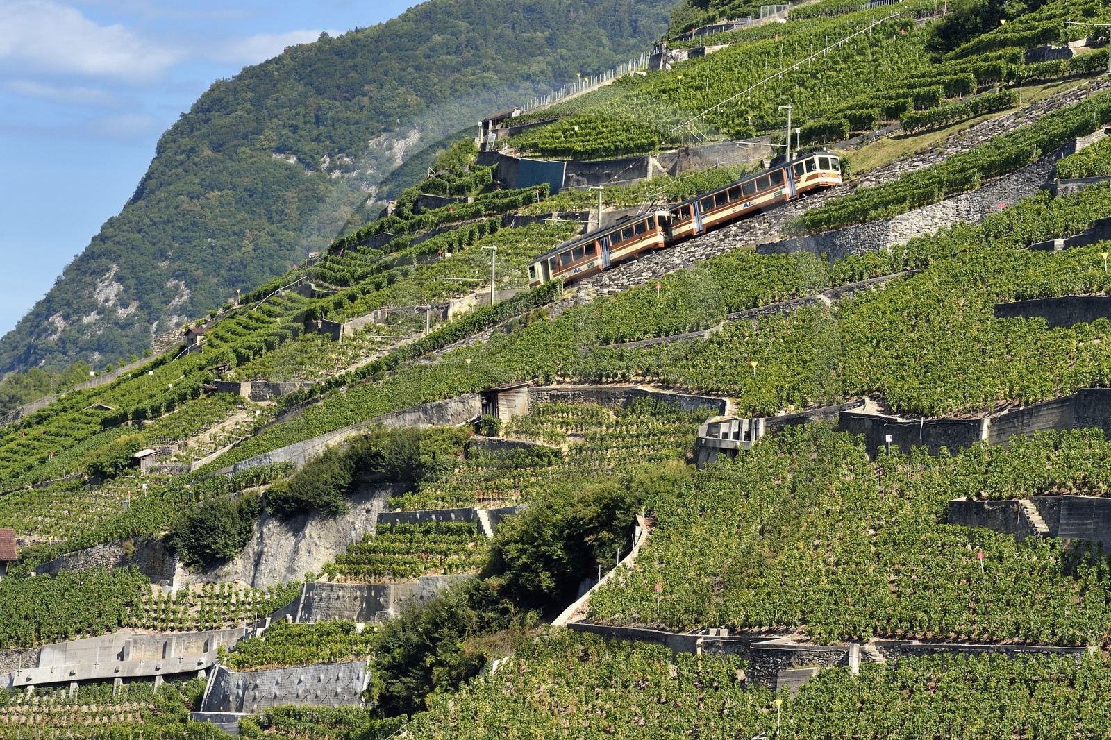 Suisse, Canton de Vaud, Aigle, train régional progressant à flanc de colline et entouré par le vignoble