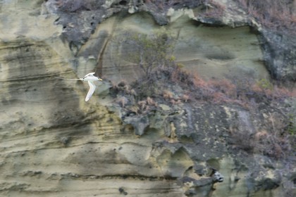 France, Ile de Mayotte, Petite-Terre, Phaéton à bec jaune (Phaethon lepturus) aussi appelé petit paille-en-queue