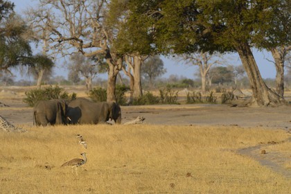 Zimbabwe, province de Matabeleland septentrional, parc national Hwange, éléphants sauvages d'Afrique (Loxodonta africana) dans la savane