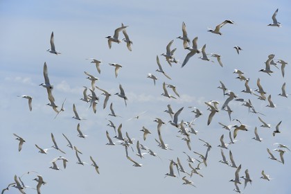 France, Finistere, La Foret Fouesnant, Glenan islands, Ile aux Moutons home to a colony of terns at the nesting period