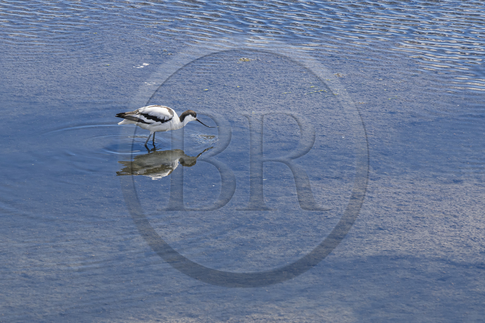 France, Vendée (85), île de Noirmoutier, La Guérinière, avocette élégante (Recurvirostra avosetta) dans le marais en contrebas de la digue entre le Port de Bonhomme et le passage du Gois