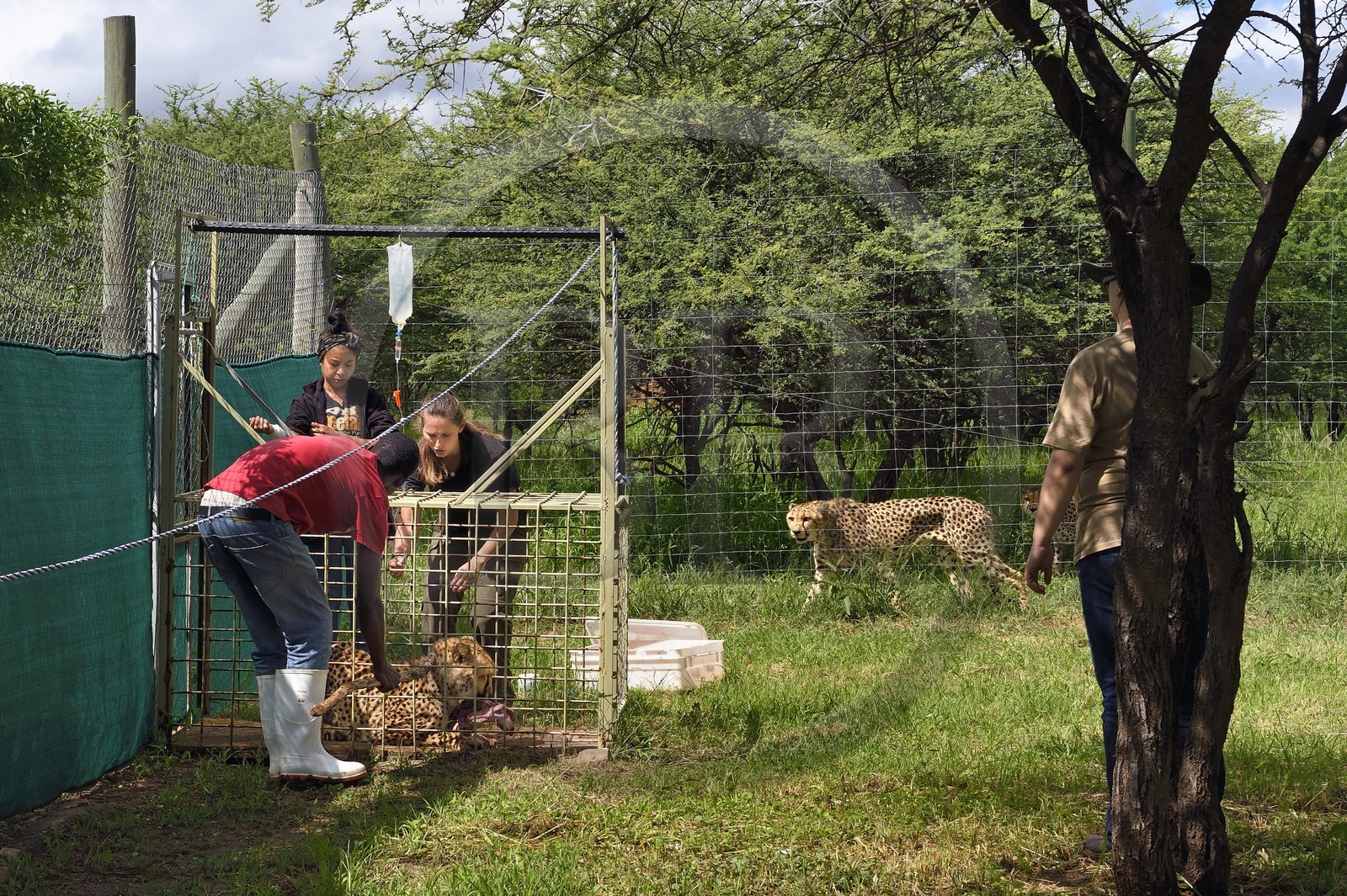 Namibie, Otjiwarongo, Cheetah Conservation Fund, centre de recherche et d'éducation, administration de fluides sous-cutanés 3 fois par semaine au guépard (Acinonyx jubatus) appelé Mendel et souffrant d'insuffisance rénale chronique
