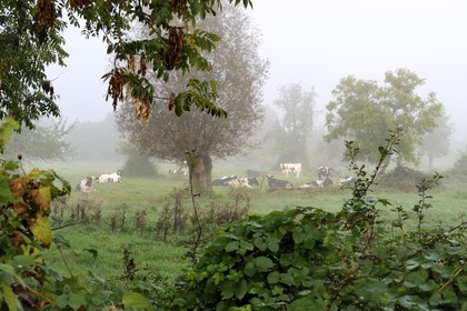 France, Seine-Maritime (76), Saint-Pierre de Magneville en bord de Seine, troupeau de vaches