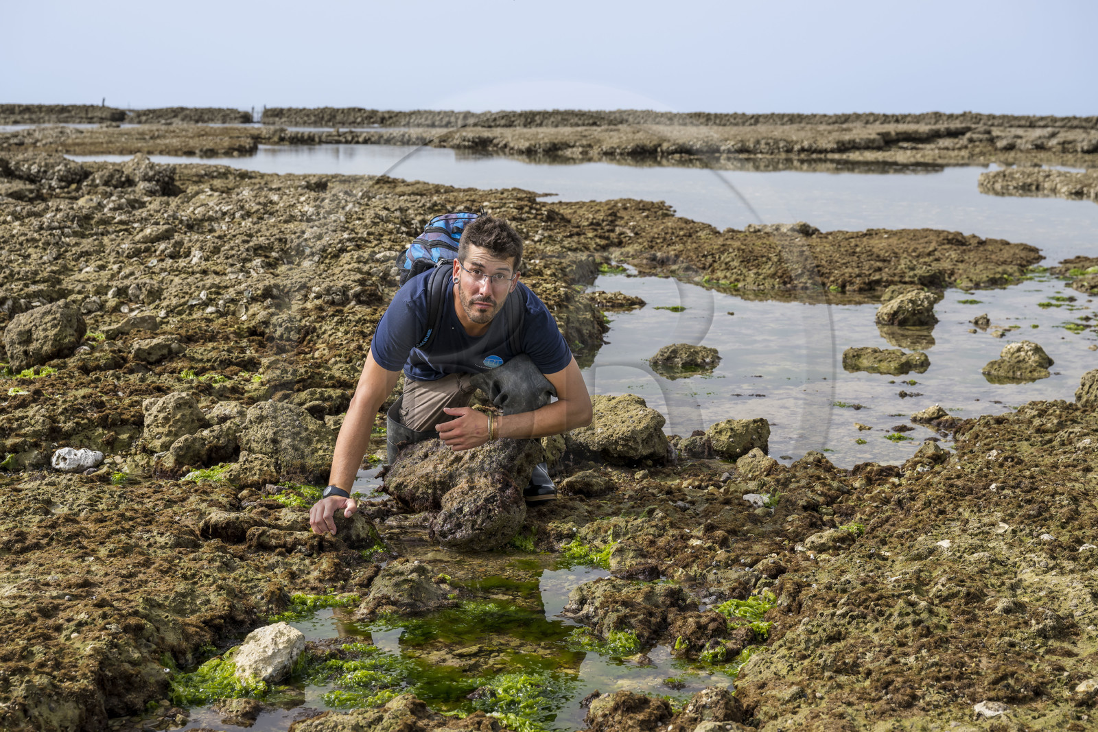 France, Charente Maritime, Oleron island, Saint Georges d'Oléron, on the Sables Vignier  foreshore at low tide, Zacharie Gaudin researcher in plant physiology and nature facilitator at IODDE