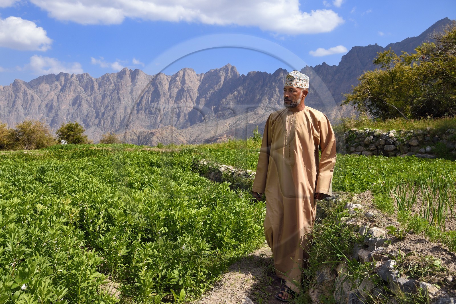 Sultanate of Oman, South Batinah Governorate, Western Hajar, Wadi Mistall, Wakan (Wukan) village, man in traditional dress in the terrace cultivation overlooking the village, fields of beans and lentils