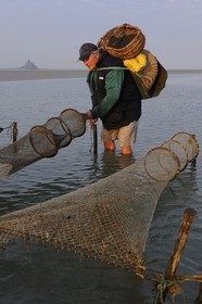 France, Manche (50), Baie du Mont-Saint-Michel, le pêcheur de grève Guy Jugan relevant ses filets de crevettes grises à l'aube