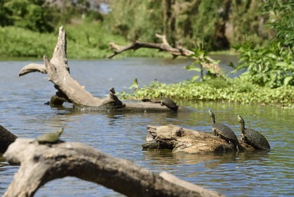 Nicaragua, Ile d'Ometepe réserve mondiale de Biosphère sur le lac Nicaragua, marais le long du Rio Istian, tortues aquatiques, tortues de Floride (Trachemys scripta elegans)