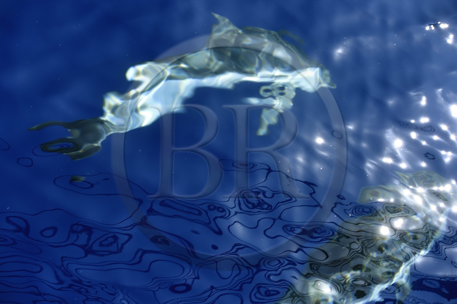 France, Alpes-Maritimes (06), Saint-Jean-Cap-Ferrat, sanctuaire Pelagos pour la protection des mammifères marins, dauphins bleu et blanc (Stenella coeruleoalba)