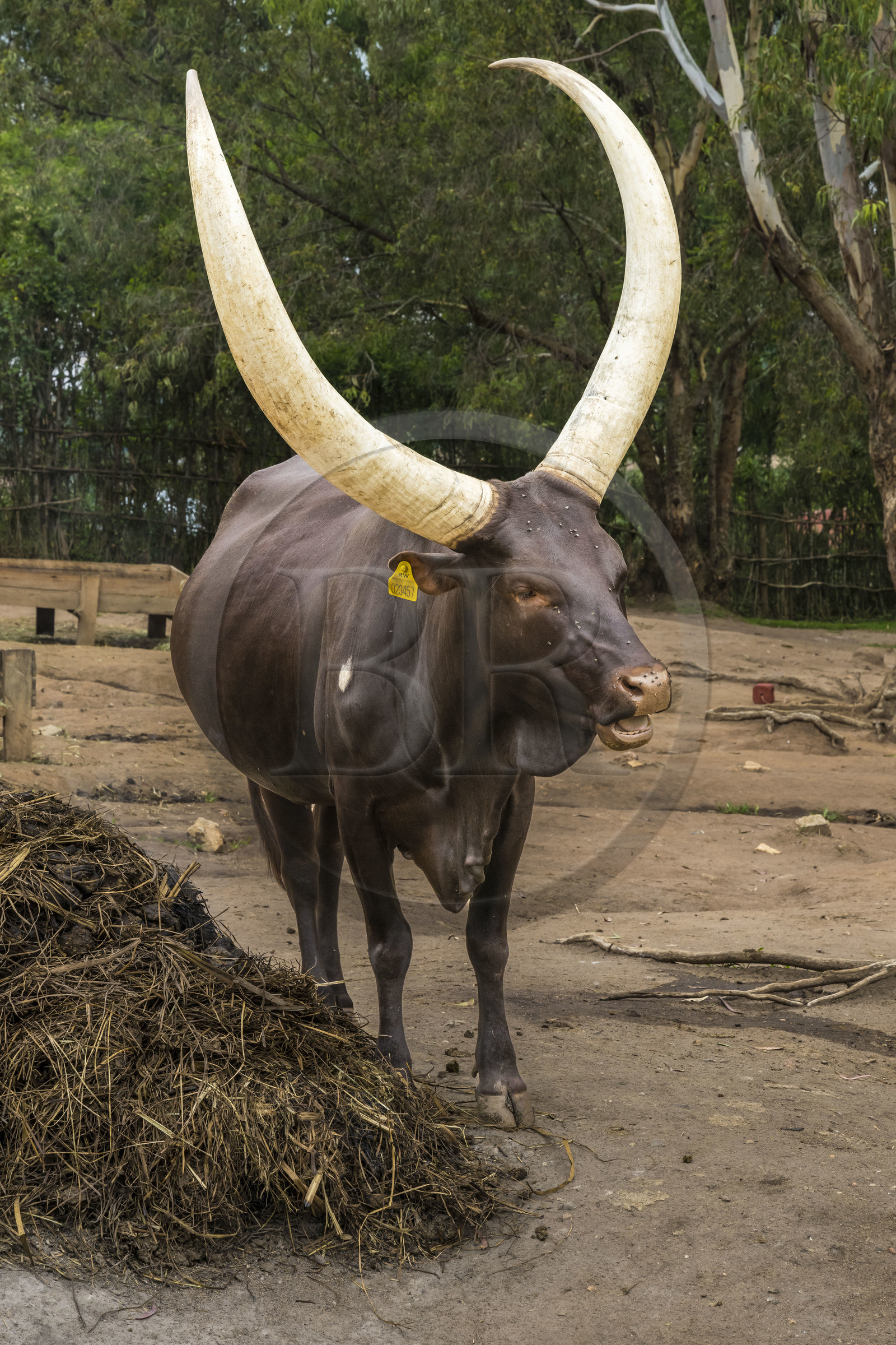 Rwanda, Southern Province, Nyanza, Rukari Royal Palace Museum, royal cows with long horns called Inyambo or watusi