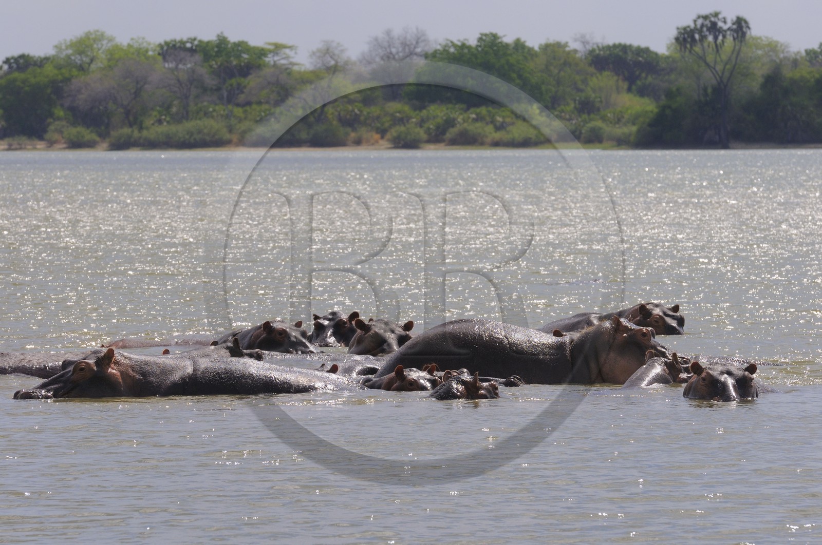 Tanzanie, Reserve de gibier de Selous une des plus grandes zones protégées au monde et inscrite sur la liste du patrimoine mondial de l’Unesco depuis 1982, hippopotames sur le lac Nzerakera formé par la rivière Rufiji