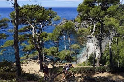 France, Var, Six Fours les Plages, hike in the Cap Sicie massif, Mont Salva beach towards Le Brusc