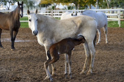 Spain, Andalusia, Seville Province, Utrera, the Ayala stud farm (Yeguada Ayala), Andalusian horse also known as the Pure Spanish Horse or PRE (Pura Raza Espanola), foal suckling his mother