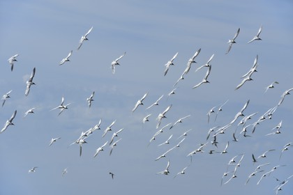 France, Finistere, La Foret Fouesnant, Glenan islands, Ile aux Moutons home to a colony of terns at the nesting period