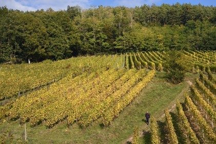 France, Bas-Rhin (67), Route des vins d'Alsace, Andlau, le vignoble