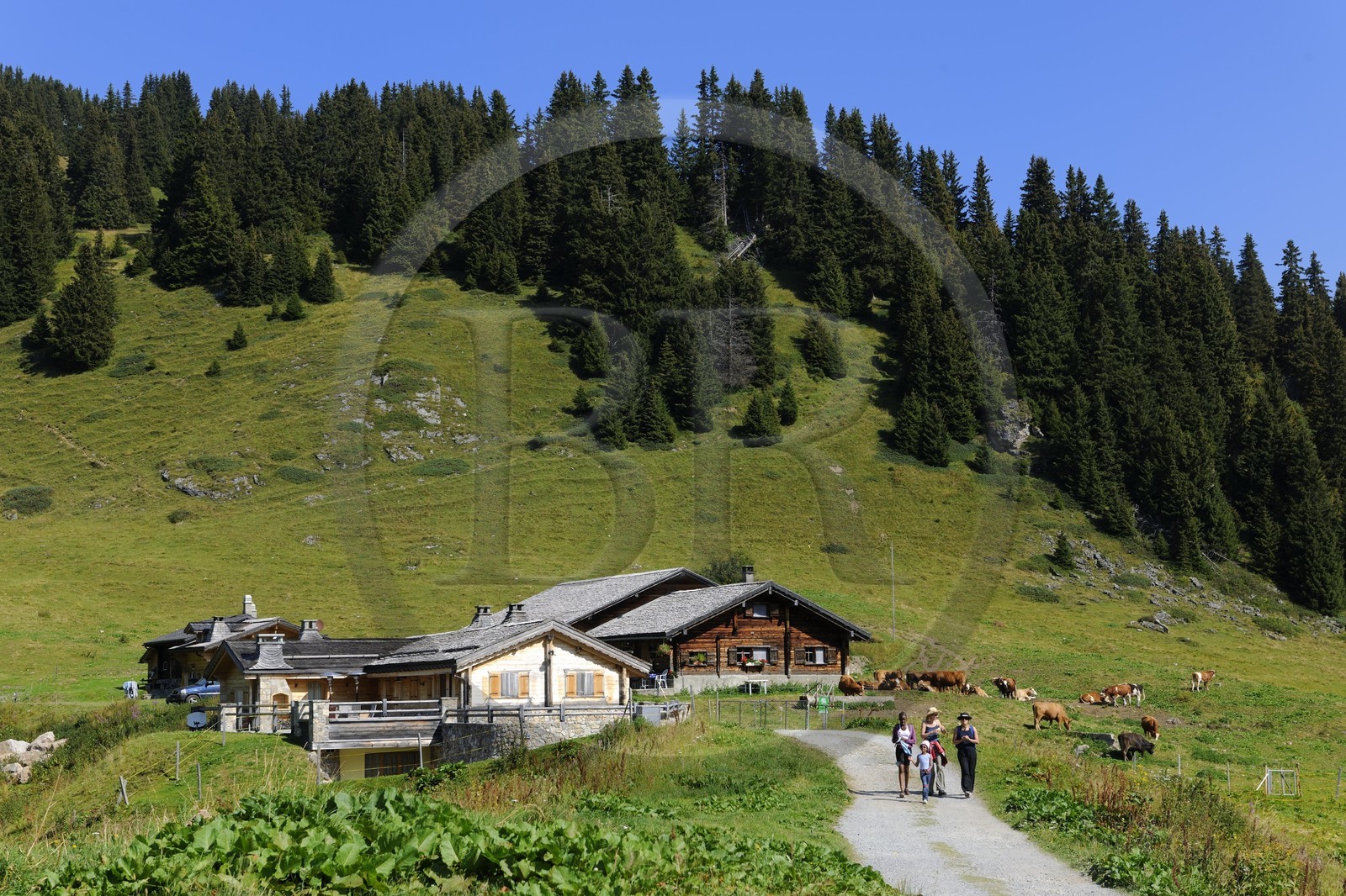 Suisse, Canton de Vaud, Villars sur Ollon, hameau de Bretaye
