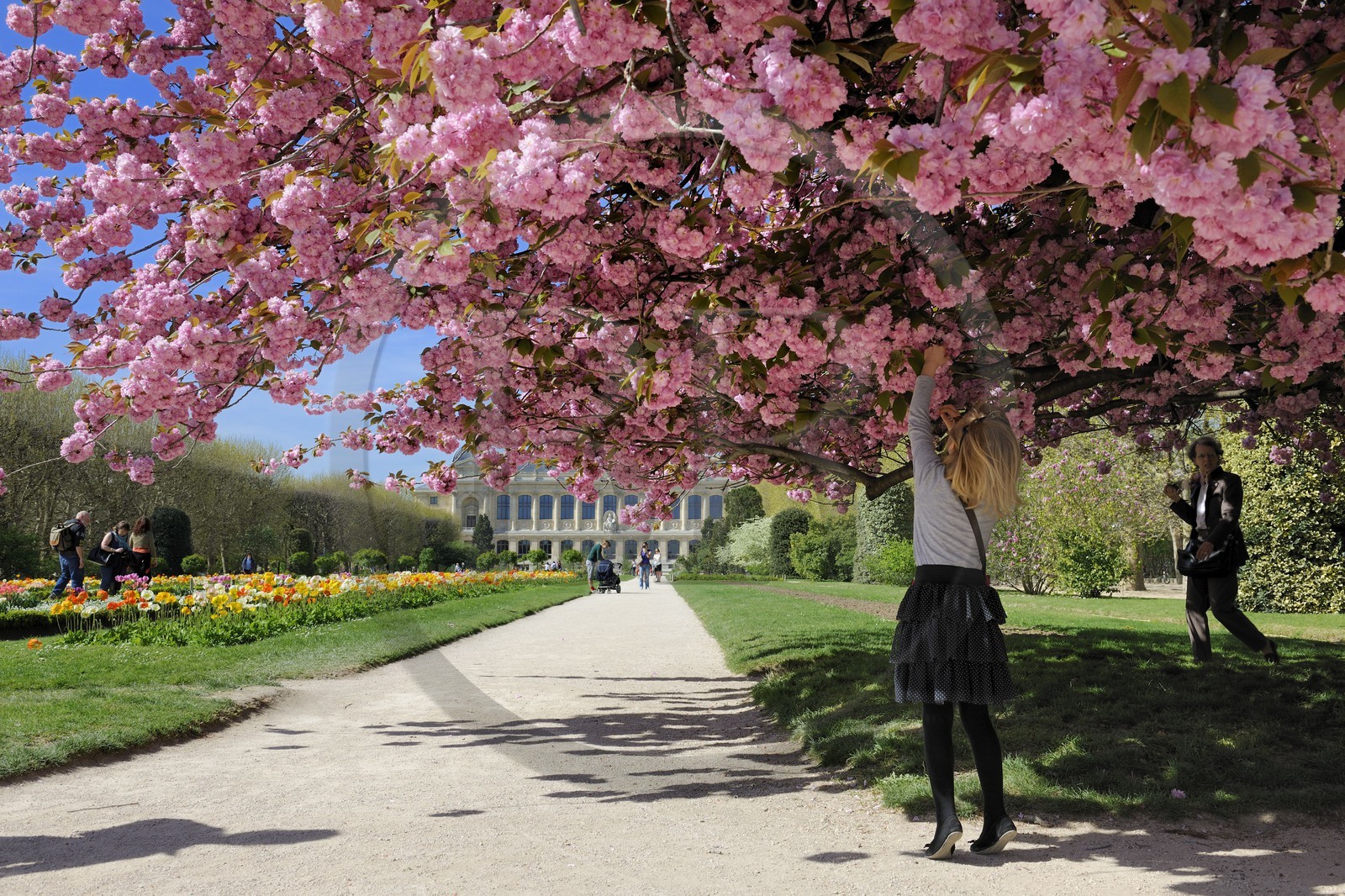 France, Paris (75), le jardin des plantes, cerisier japonais en fleurs