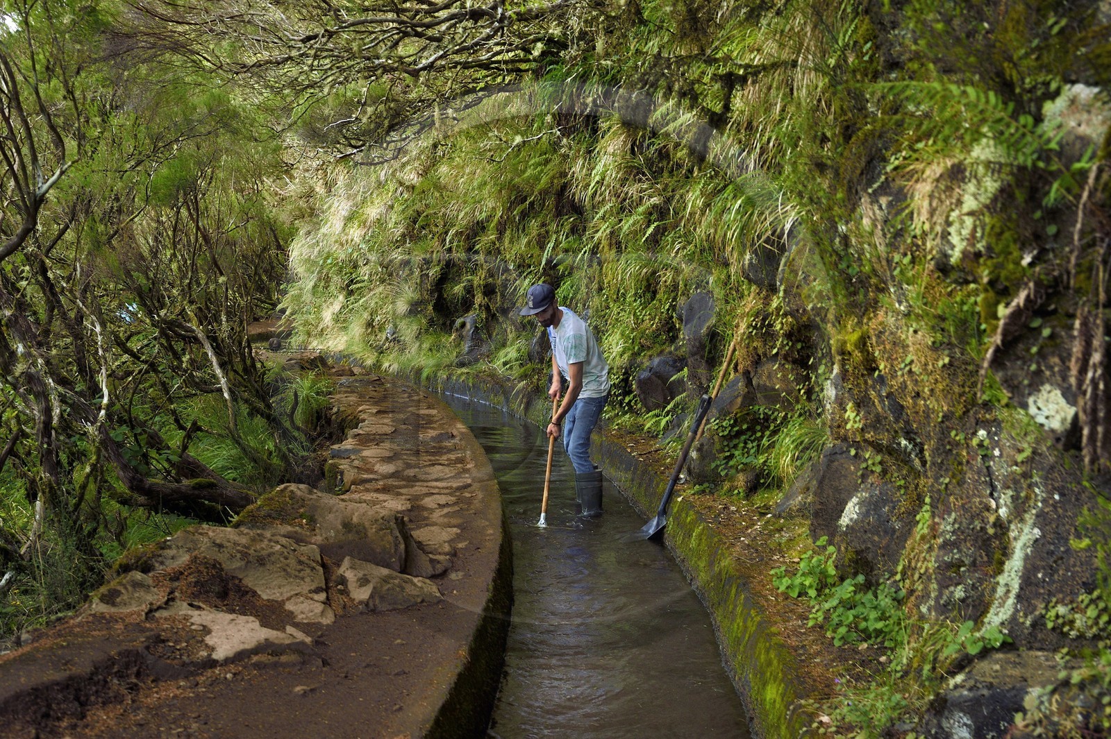 Portugal, Ile de Madère, randonnée dans La forêt de Rabaçal par la levada do Alecrim, un de ces innombrables canaux d'irrigation qui guident l’eau des hauts plateaux jusqu’aux terrasses cultivées du sud, le levadero Wilson Andrade entrain de curer la levada