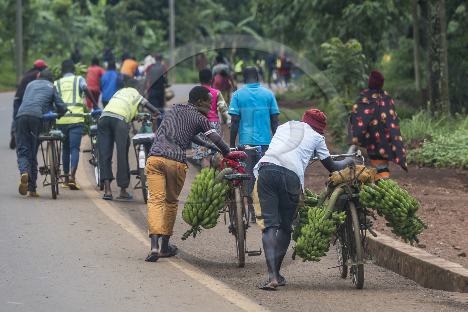 Rwanda, Province de l’Est, Kayonza, transport de régime de bananes plantain sur bicyclette sur la route de l'Akagera, les bicyclettes sont le principal moyen de transport local