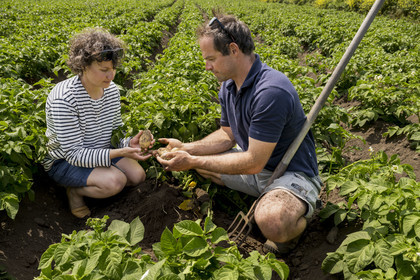 France, Finistère (29), Mer d'Iroise, archipel de Molène, Ile de Quéménès, ferme de Quéménès bio et autonome en énergie, les agriculteurs Amélie Goossens et Etienne Menguy dans leur champ de pommes de terre