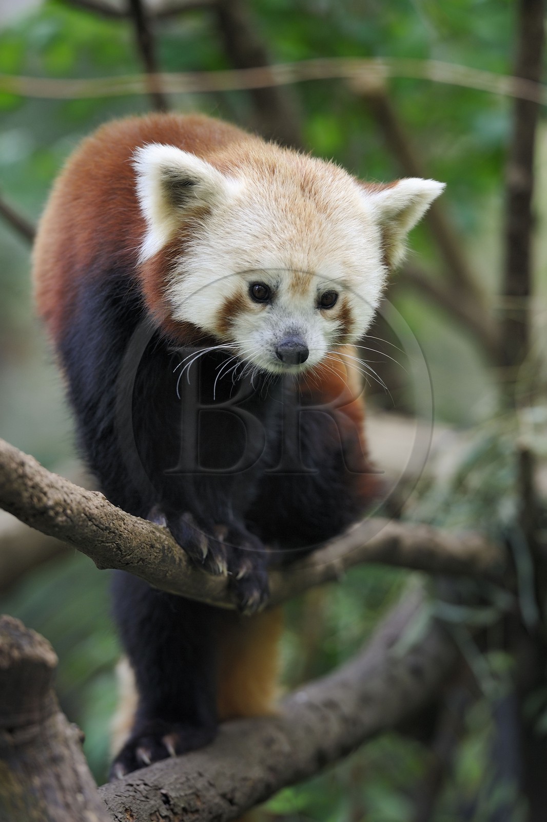 Etats-Unis, New York, Manhattan, zoo de Central Park, le petit panda, panda roux, panda fuligineux ou panda éclatant (Ailurus fulgens) Etats-Unis, New York, Manhattan, zoo de Central Park, l'Once (Panthera uncia), aussi appelée Irbis, Panthère des neiges ou Léopard des neiges