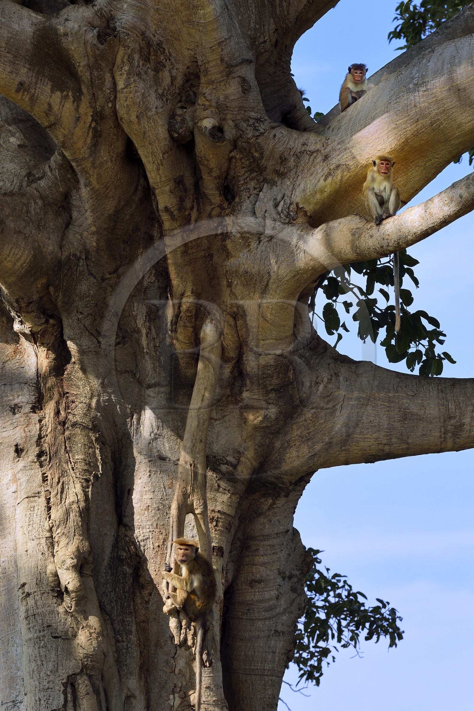 Sri Lanka, province d'Uva, Parc national d'Uda Walawe (Udawalawe National Park), macaques à toque (Macaca sinica)