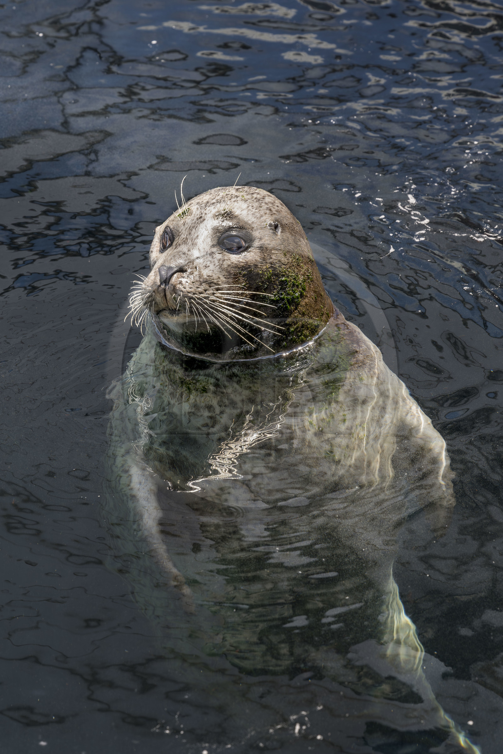 France, Finistère (29), Brest, Océanopolis, musée de la mer, phoque veau-marin, ou phoque commun (Phoca vitulina)