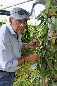 France, Ile de la Reunion, Saint-Louis, Domaine de Bellevue, producteur de vanille Planifolia biologique issues d'orchidées cultivées sous des panneaux photovoltaïques, Jean Edwards Saint-Lambert