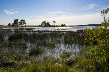France, Charente-Maritime (17), Royan, Les Mathes, vasières et marais en bordure de la baie de Bonne Anse à marée haute, le Phare de La Coubre en arrière plan