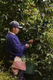Panama, Chiriqui province, Boquete, Coffee Plantation Finca Lerida, coffee beans harvesting by a Native American Nägbe