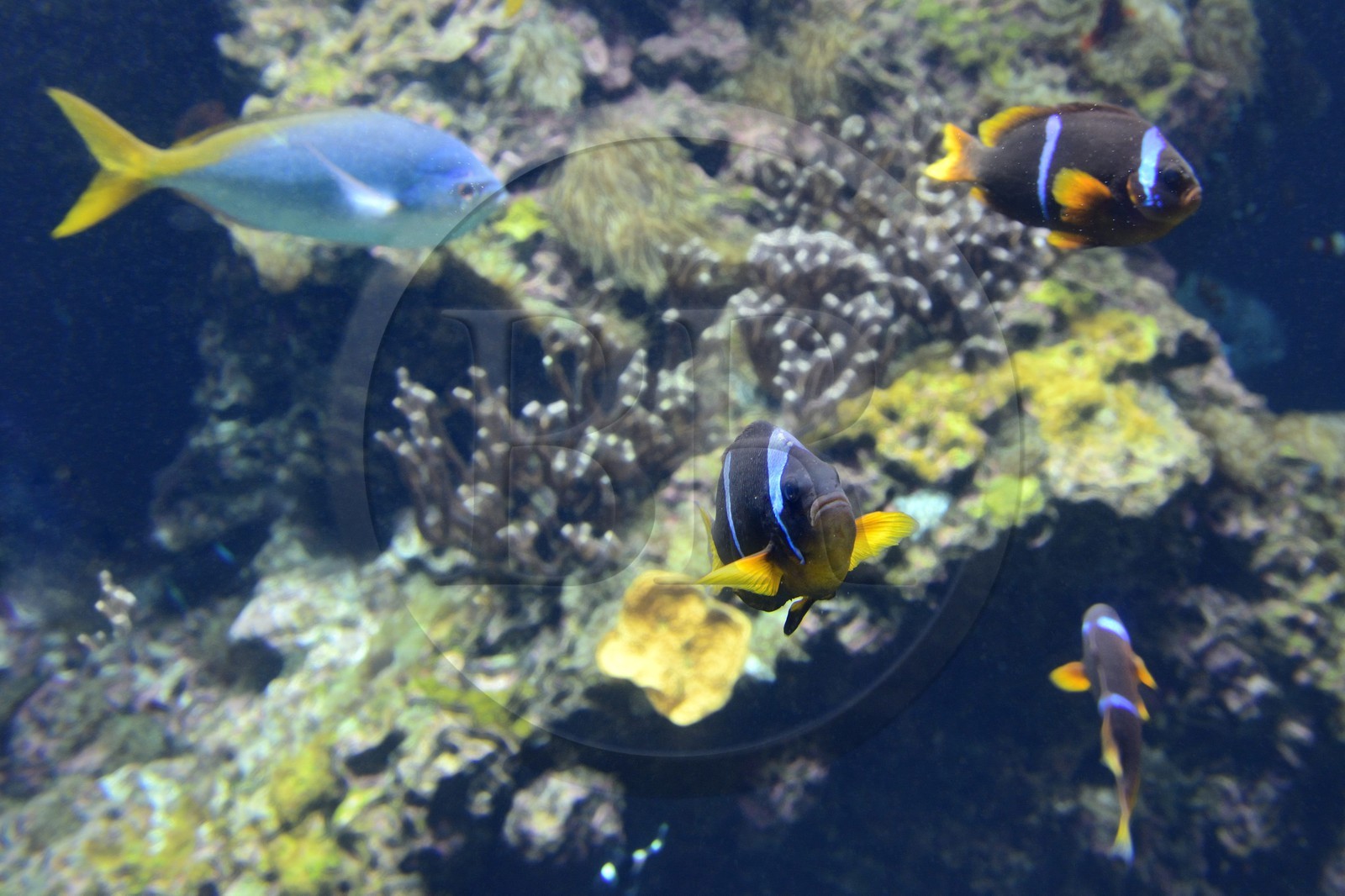 Principality of Monaco, Monaco, the oceanographic museum