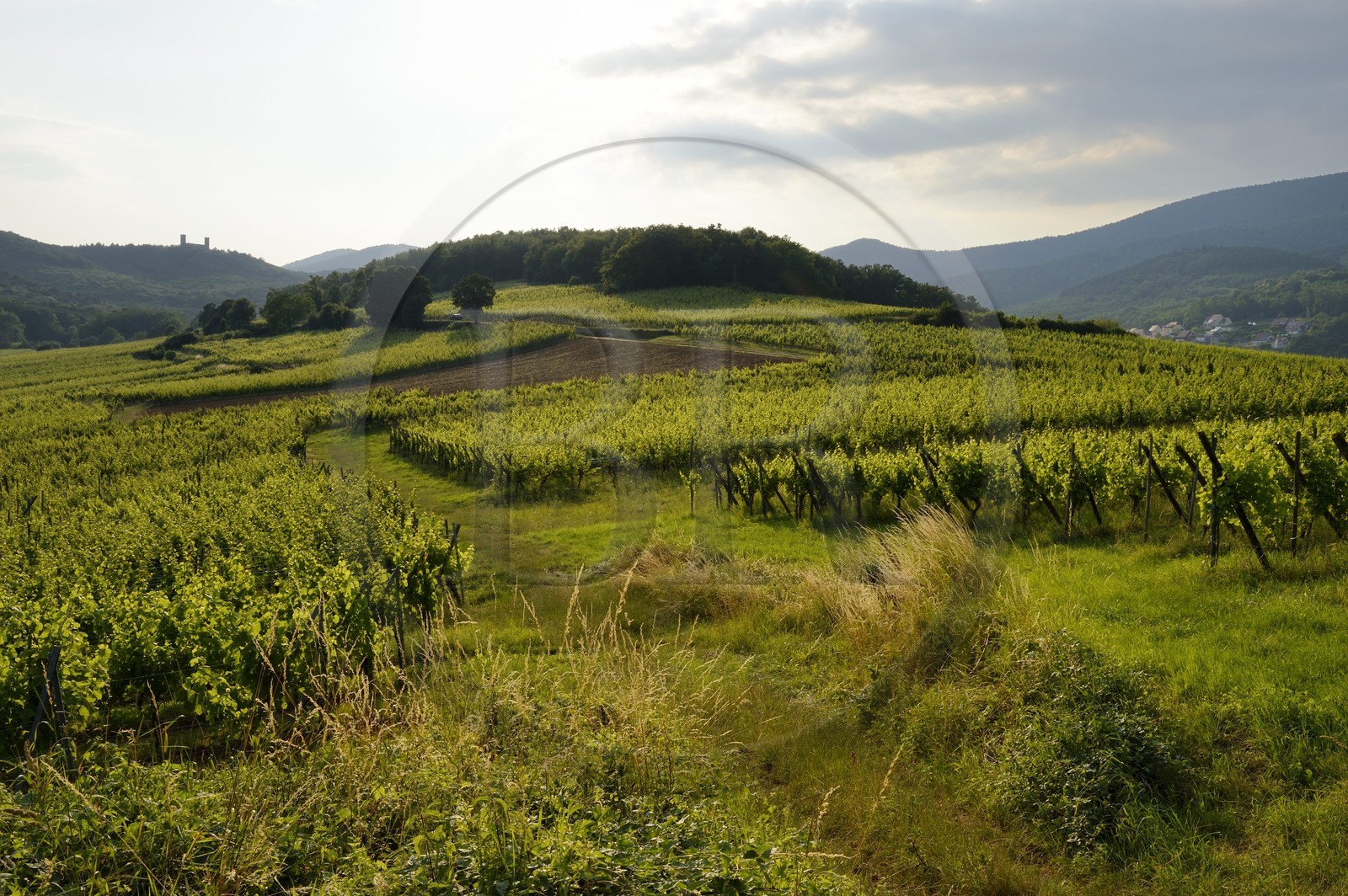 France, Bas-Rhin (67), Route des Vins d'Alsace, le vignoble à Mittelbergheim et le chateau du Haut-Andlau en arrière plan, le terroir de la colline du Zotzenberg est classé Grand Cru